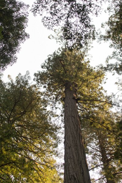 20150822_153017 D4S.jpg - Giant redwoods, Humbolt Redwood State Park,